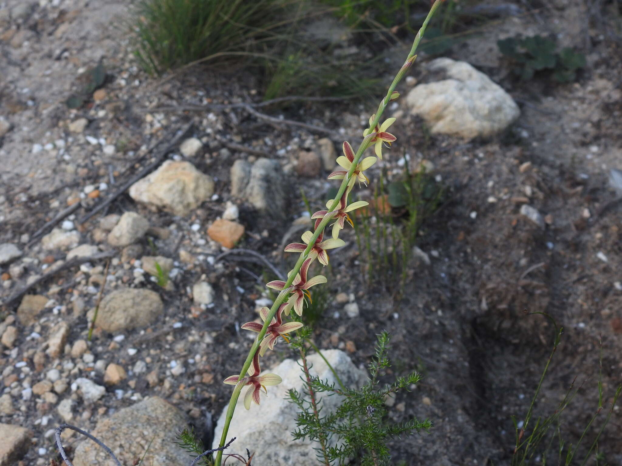 Image of Hesperantha radiata (Jacq.) Ker Gawl.