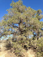 Image of singleleaf pinyon