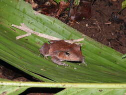 Image of Solomon Islands Leaf Frog