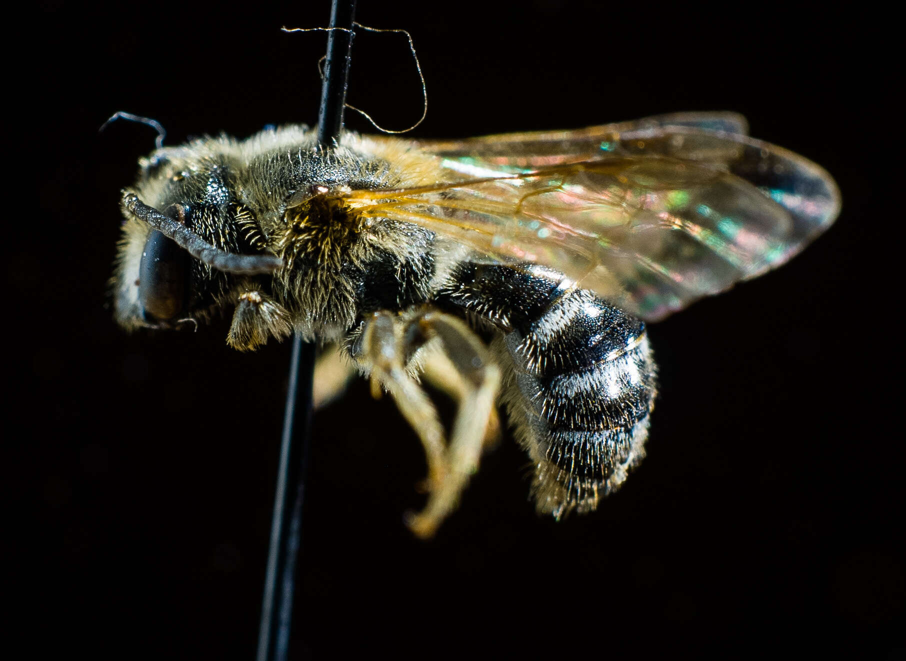 Image of Bee