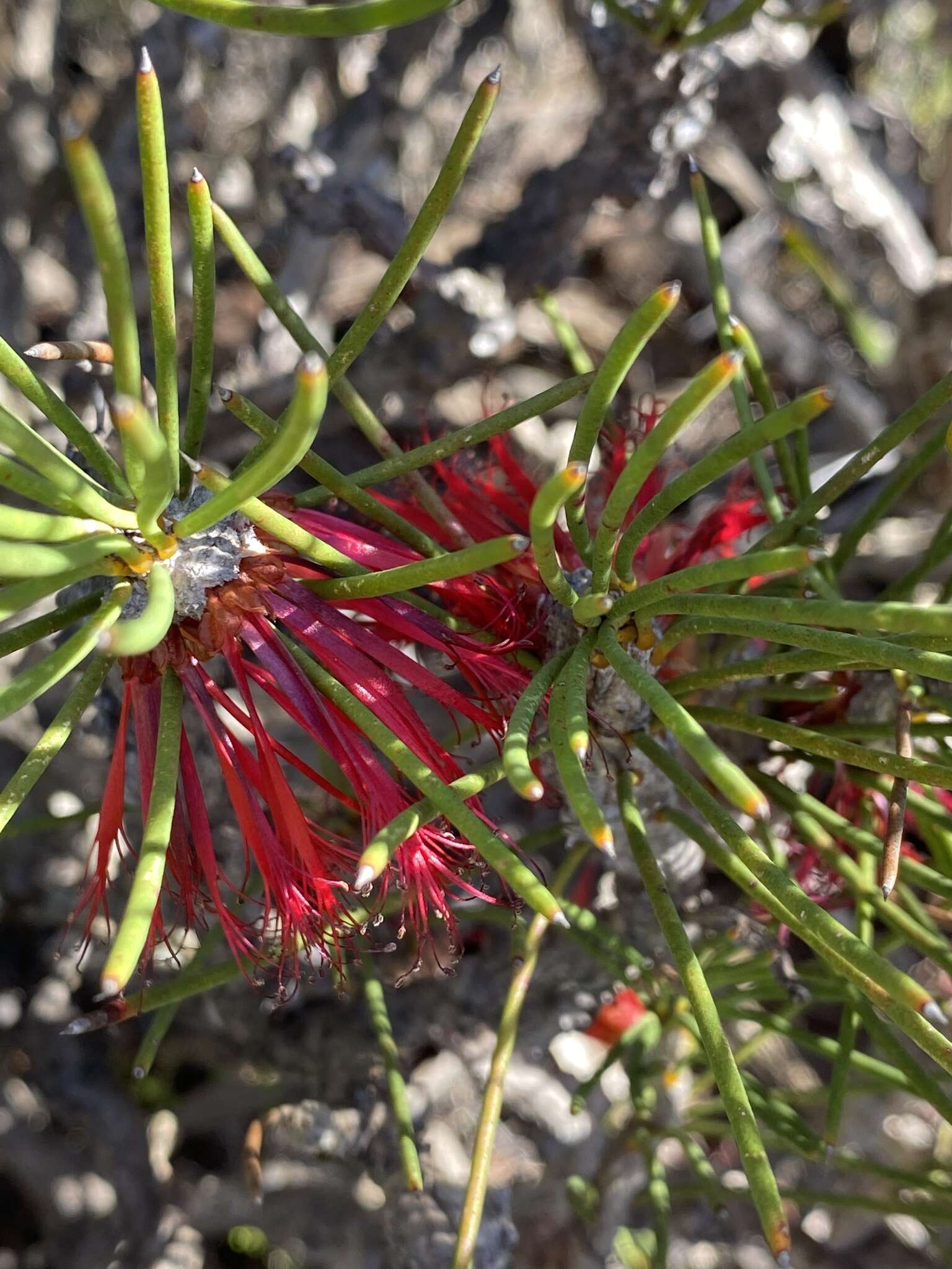 صورة Melaleuca protumida Craven & R. D. Edwards