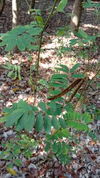 Image of South African hoarypea