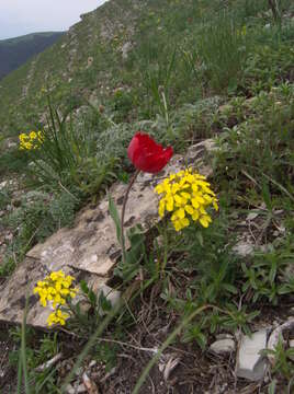 Image of Erysimum callicarpum Lipsky