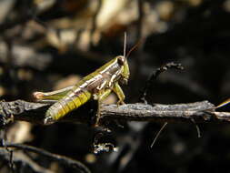 Image of Neopedies brunneri (Giglio-Tos 1894)