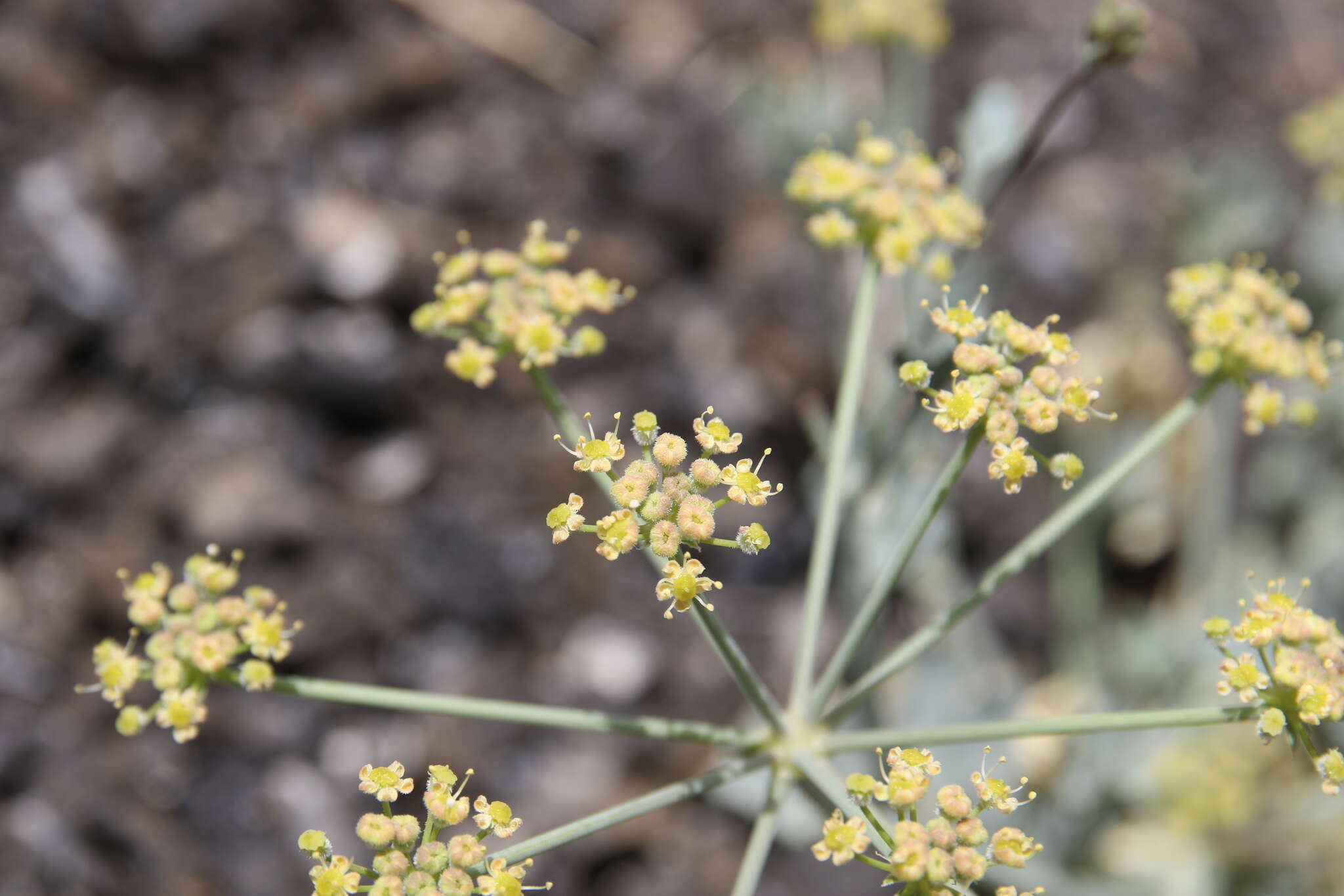 Image of Ducrosia flabellifolia Boiss.