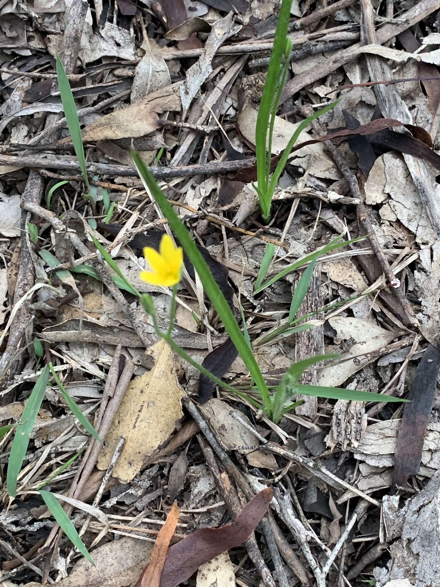 Image of Hypoxis hygrometrica Labill.