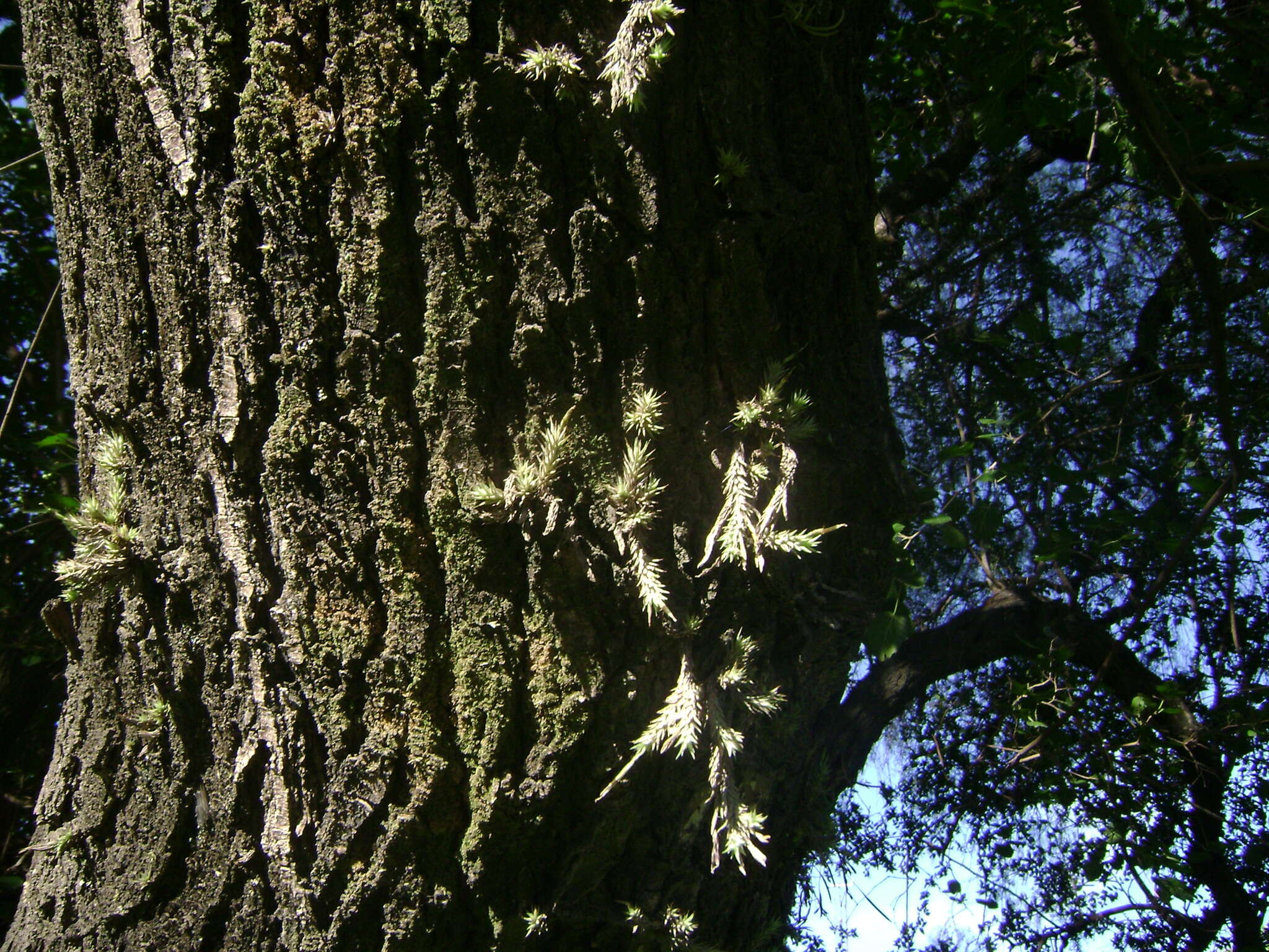 Image of Tillandsia tricholepis Baker