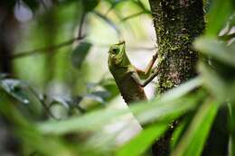 Image of LyreShead Lizard