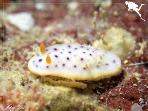 Image of Chromodoris aspersa (Gould 1852)