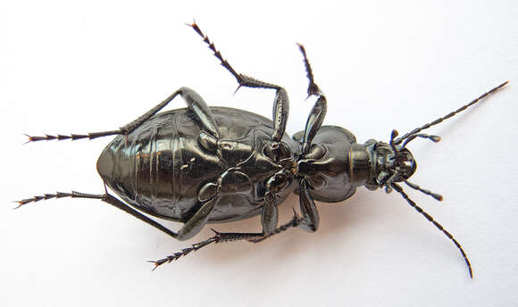 Image of Carabus (Procrustes) coriaceus Linnaeus 1758