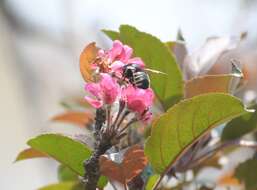 Plancia ëd Xylocopa tabaniformis sylvicola O'Brien & Hurd 1965