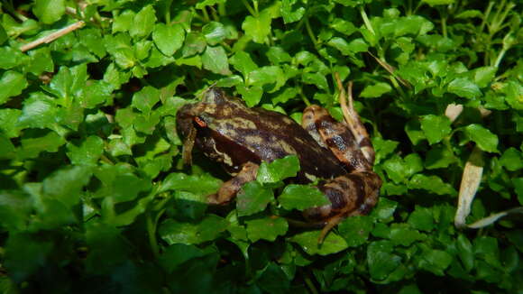 Image of Eupsophus contulmoensis Ortiz, Ibarra-Vidal & Formas 1989