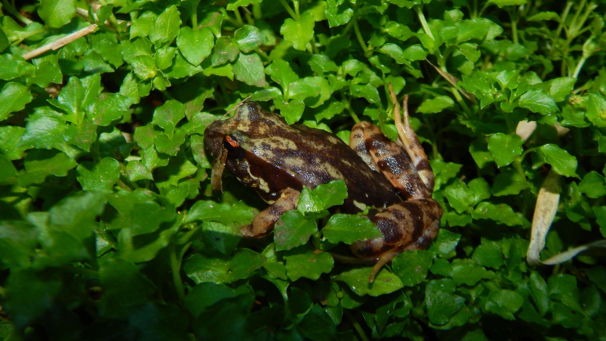 Image of Eupsophus contulmoensis Ortiz, Ibarra-Vidal & Formas 1989