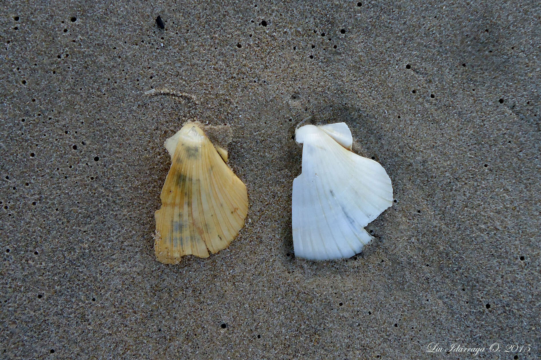 Image of Bermuda sand scallop