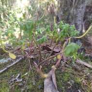 Image of Peperomia leptophylla Miq.