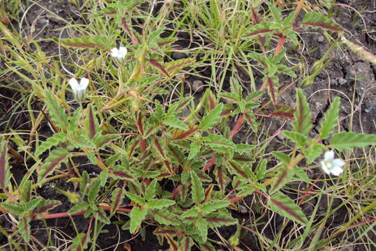 Image of Monsonia angustifolia E. Mey.