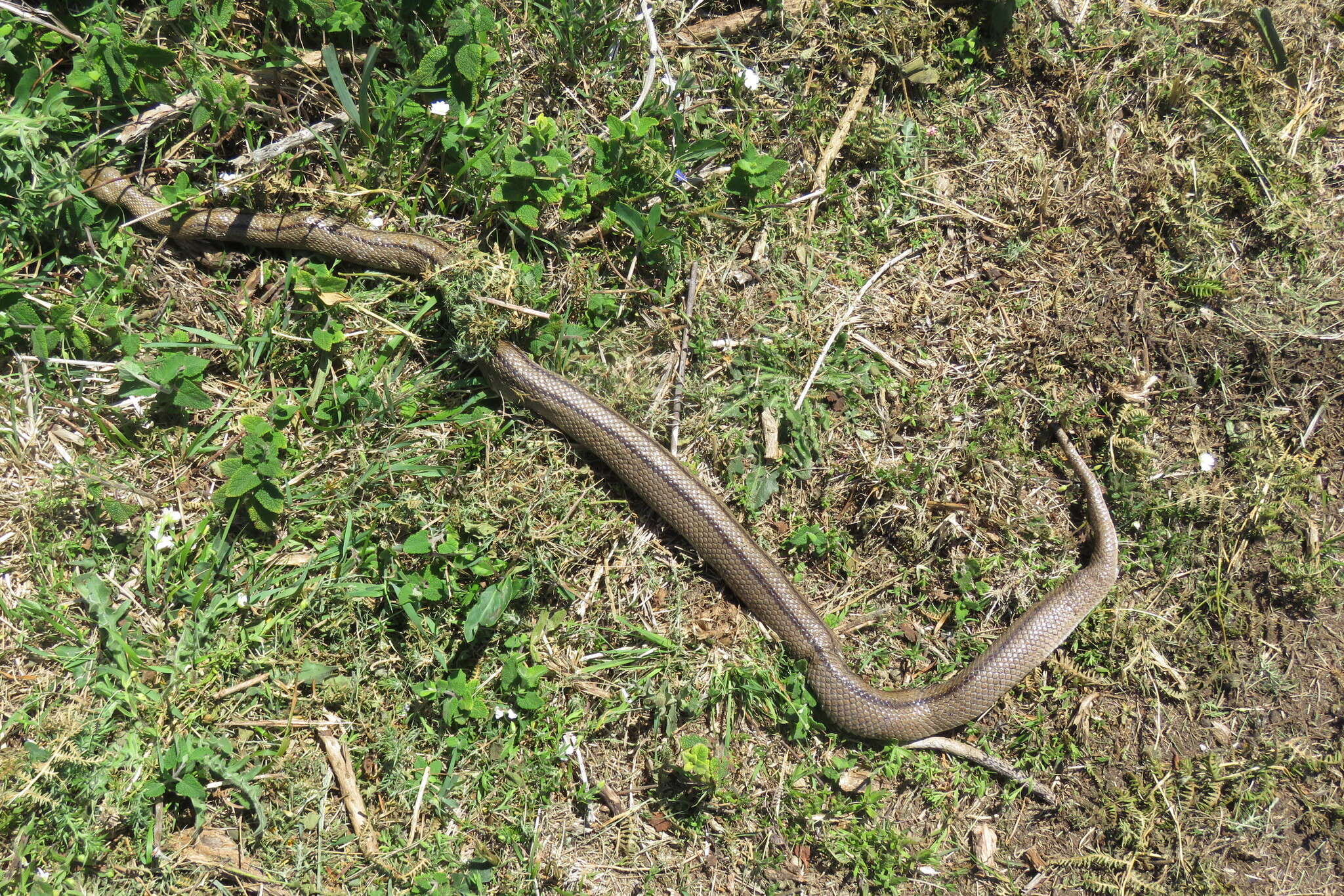 Image of Ladder Snakes