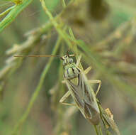 Image of Stenotus nigroquadristriatus (Kirkaldy 1902)