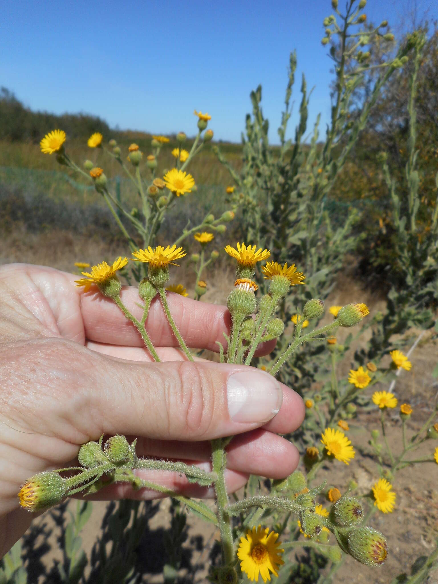 Слика од Heterotheca grandiflora Nutt.