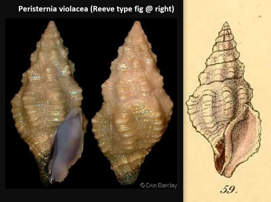 Imagem de Peristernia violacea (Reeve 1847)