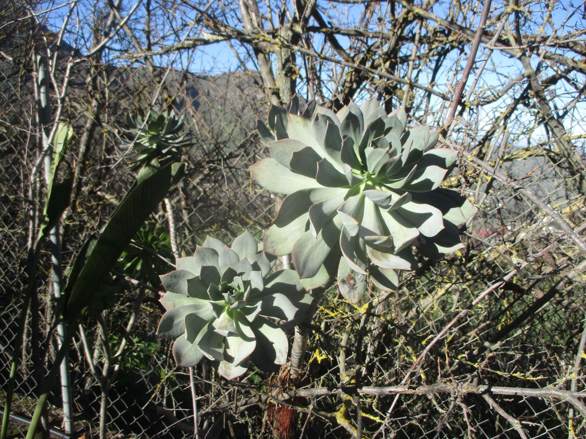 Image of Aeonium percarneum (Murray) J. Pitard & L. Proust