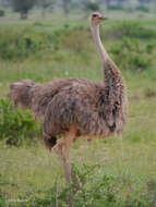 Image of Somali Ostrich