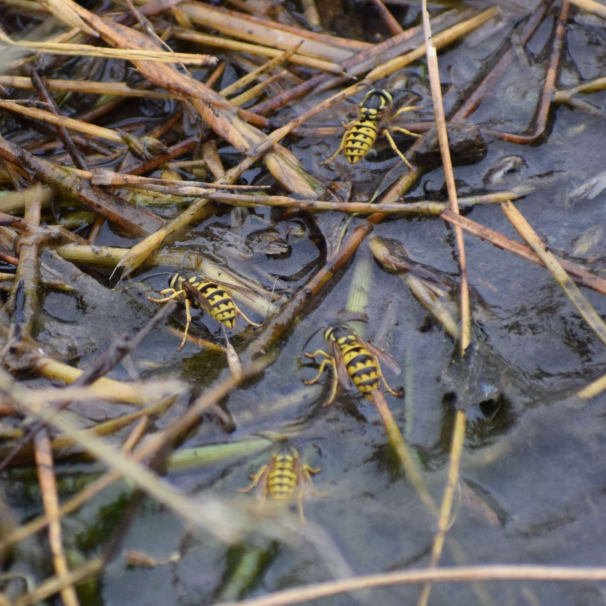 Image of Western Yellowjacket