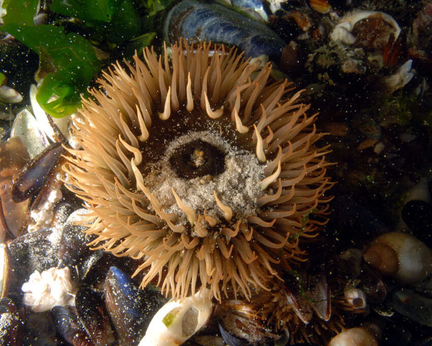 Image of Sandy anemone