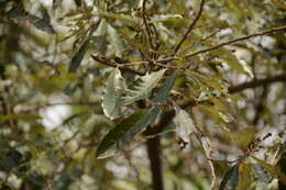 Image of Brachylaena discolor var. transvaalensis (E. Phillips & Schweick.) H. J. Beentje