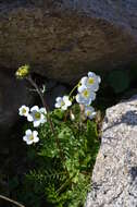 Sivun Saxifraga sibirica L. kuva