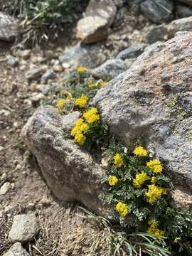 Image of alpine oreoxis