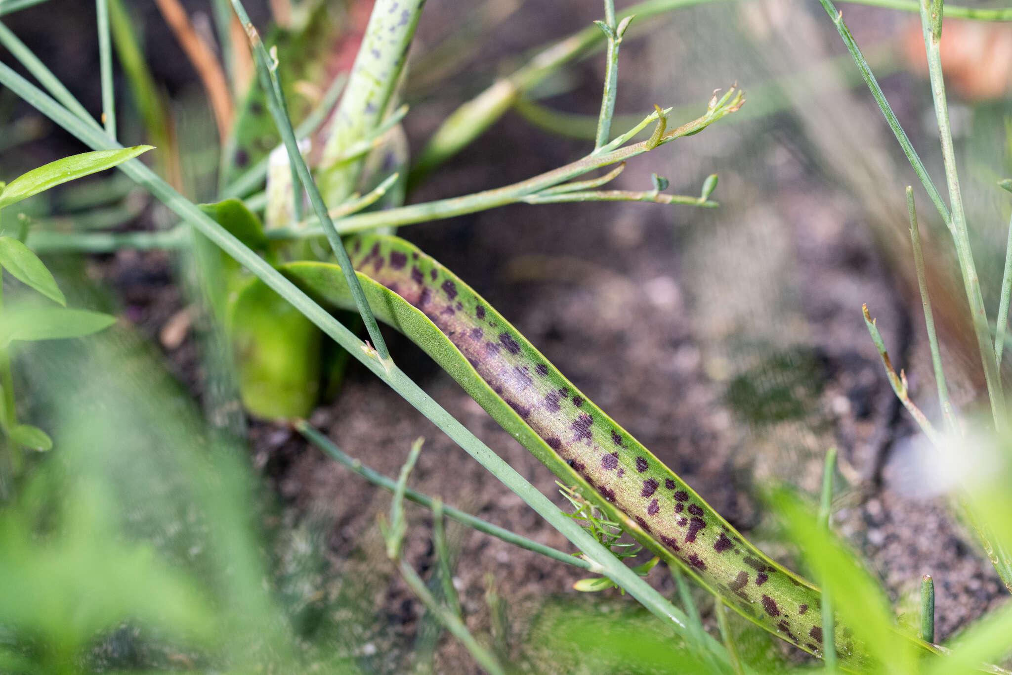 Image of Lachenalia salteri W. F. Barker