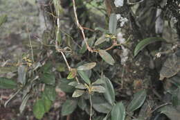 Image of Maxillaria repens L. O. Williams