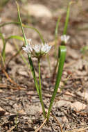 Image of Brandegee's onion