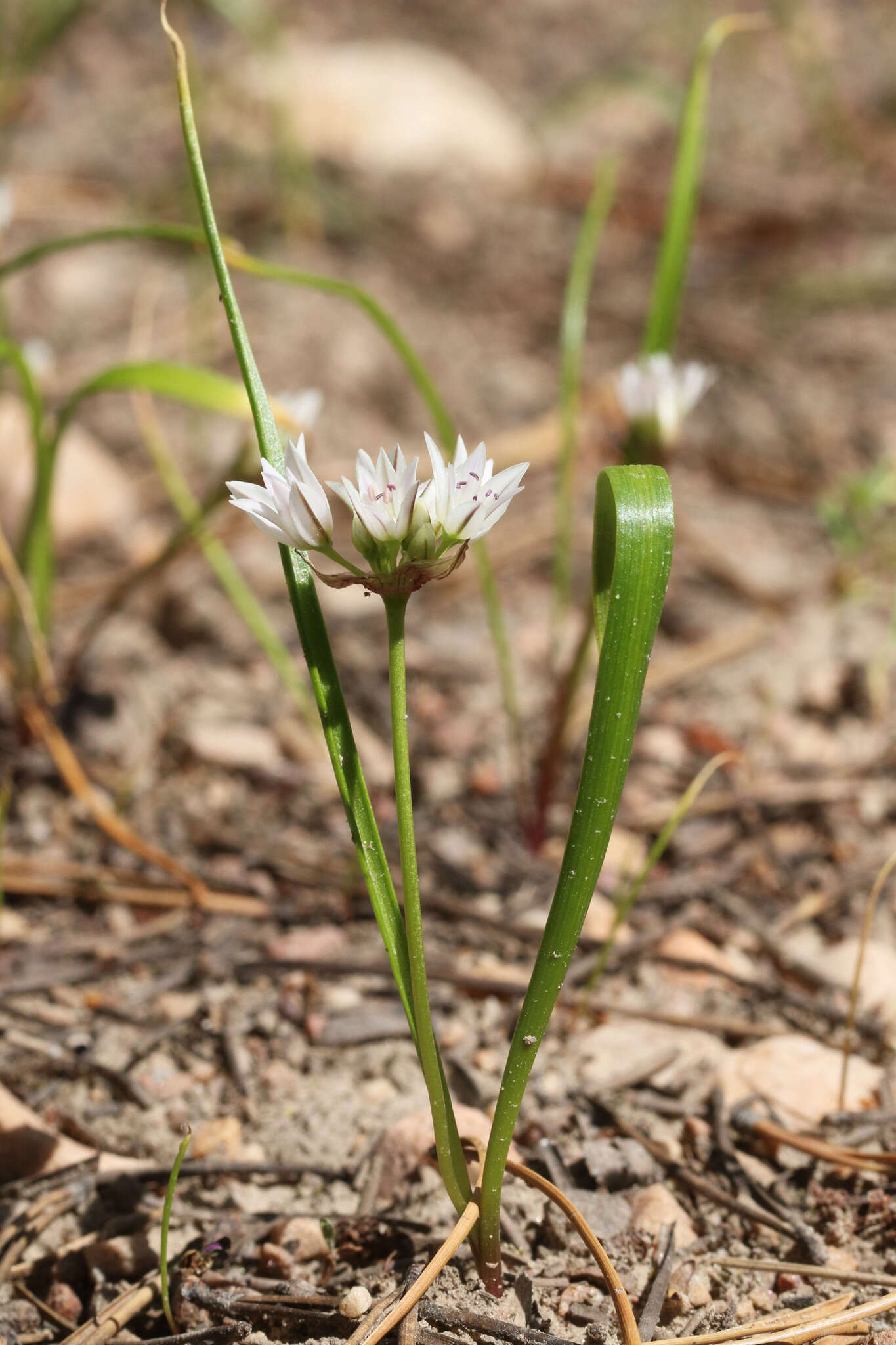 Image de Allium brandegeei S. Watson