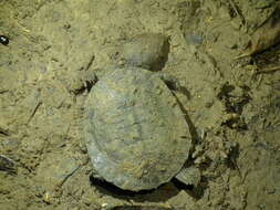Image of Common Toadheaded Turtle