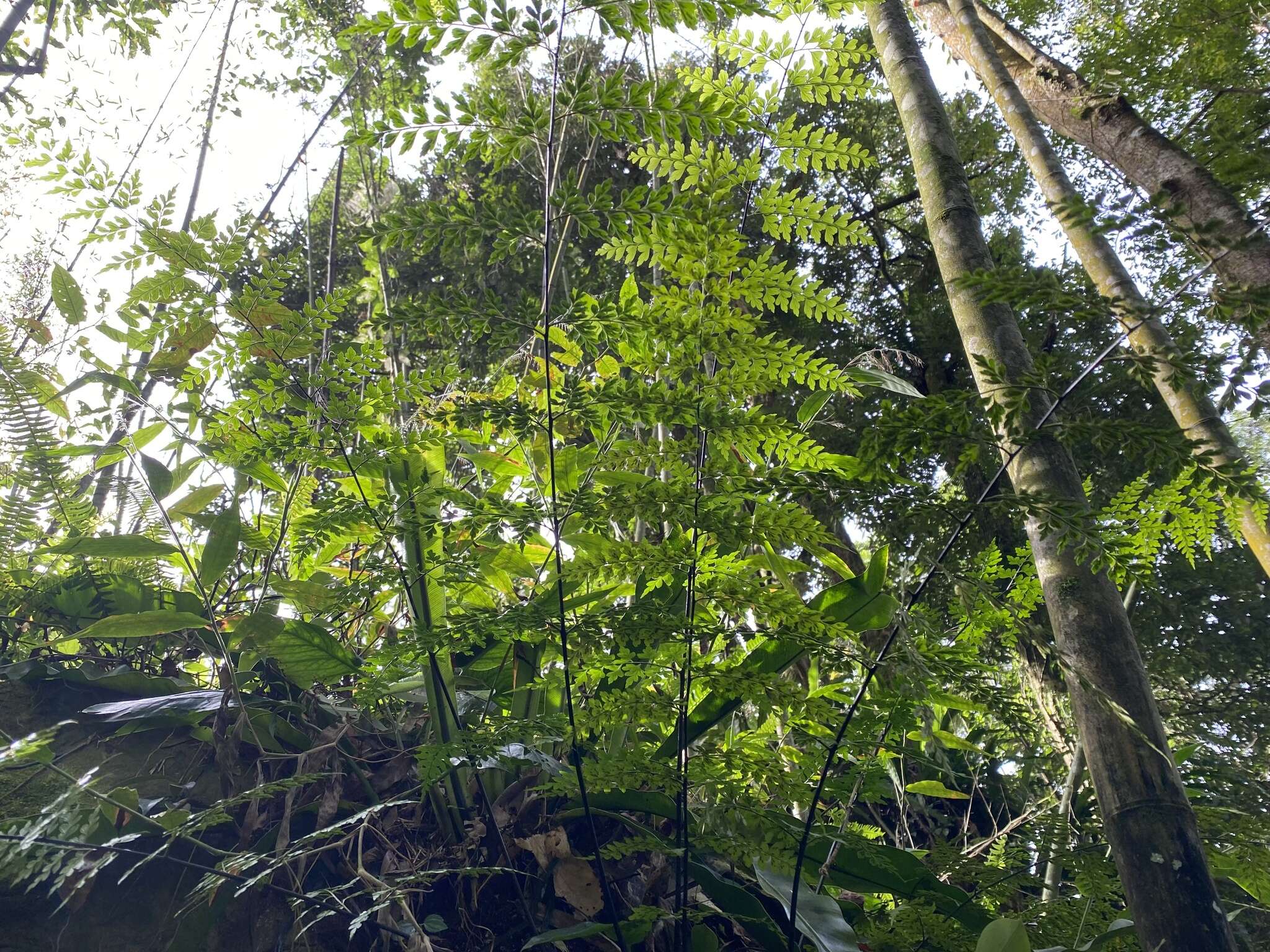 Asplenium neolaserpitifolium Tard. & Ching resmi