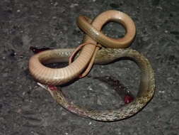 Image of King ratsnake