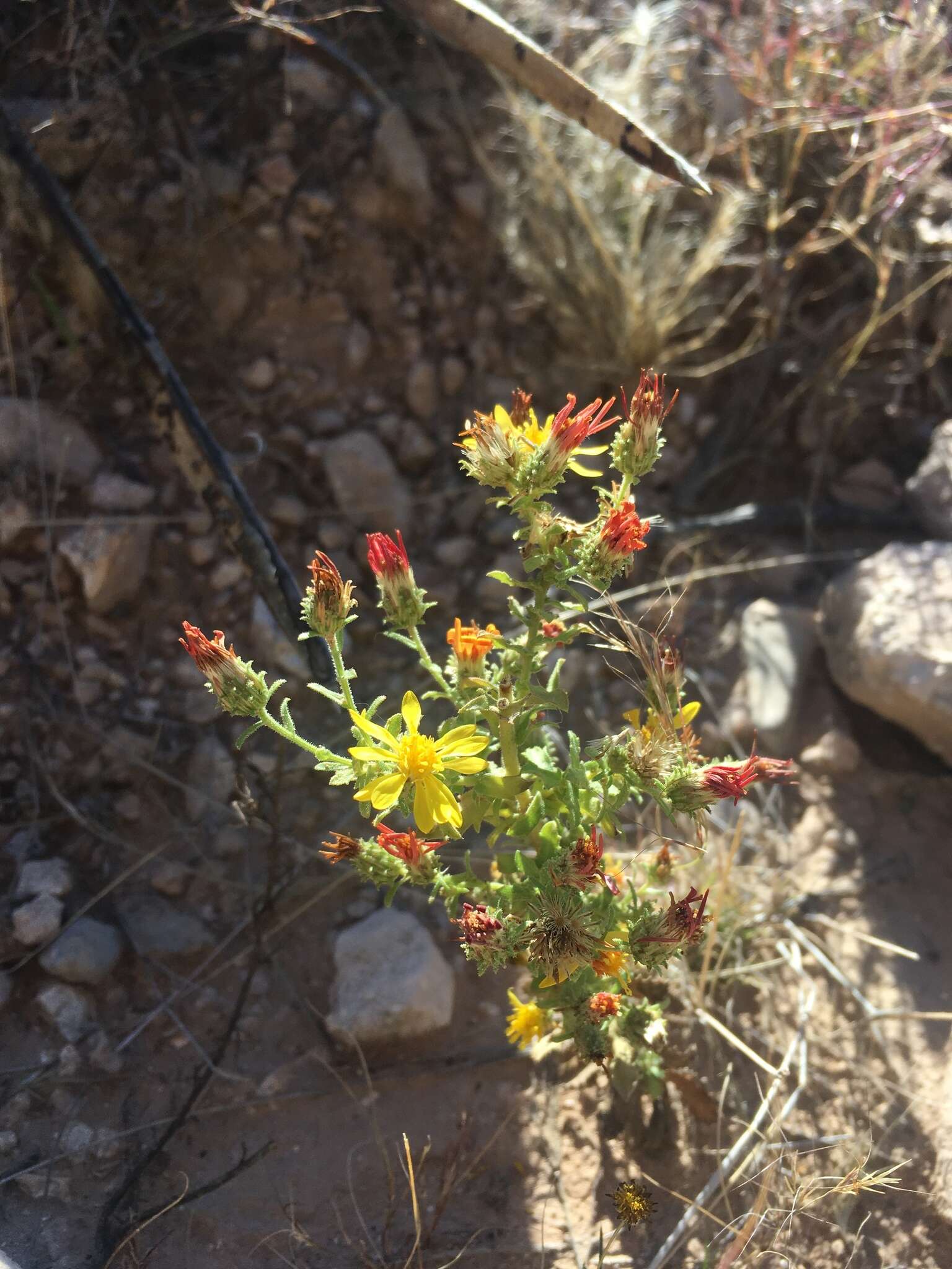 Plancia ëd Xanthisma viscidum (Wooton & Standl.) D. R. Morgan & R. L. Hartm.