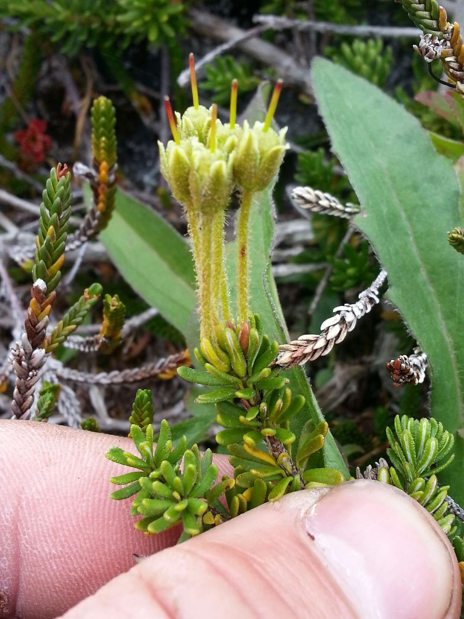 Image of Yellow Mountain-Heath