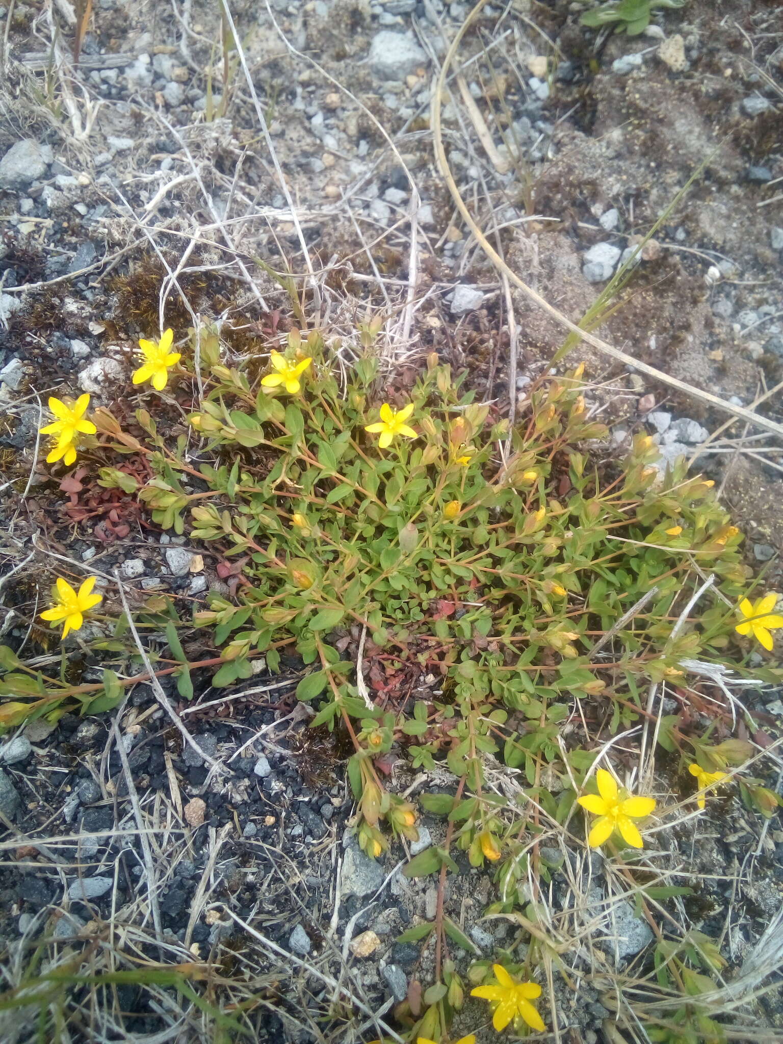 Image of trailing St John's-wort