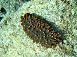 Image of Brown Sea Cucumber