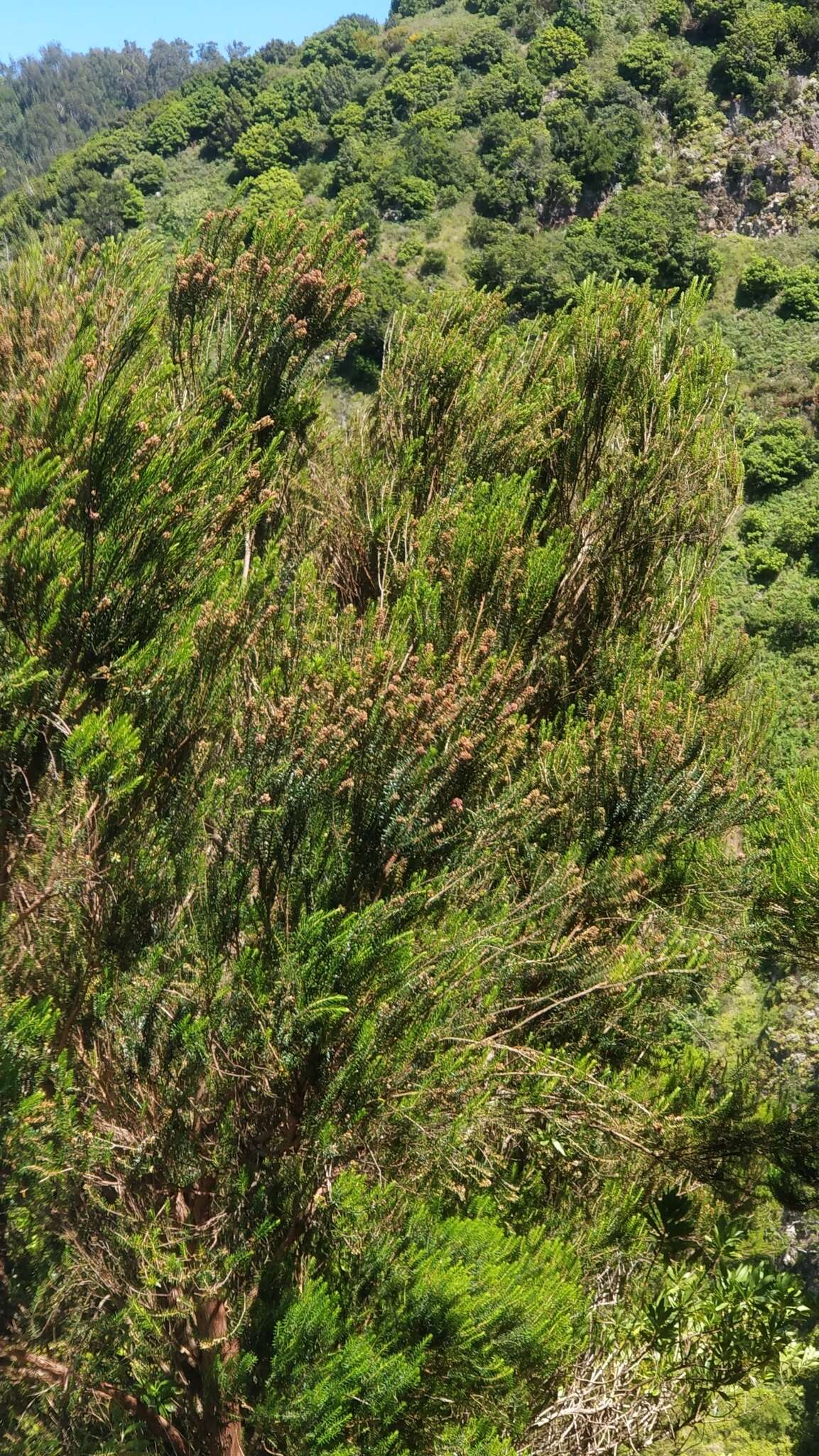 Imagem de Erica platycodon subsp. maderincola (D. C. Mc Clint.) Rivas Mart., Capelo, J. C. Costa, Lousã, Fontinha, R. Jardim & M. Seq.