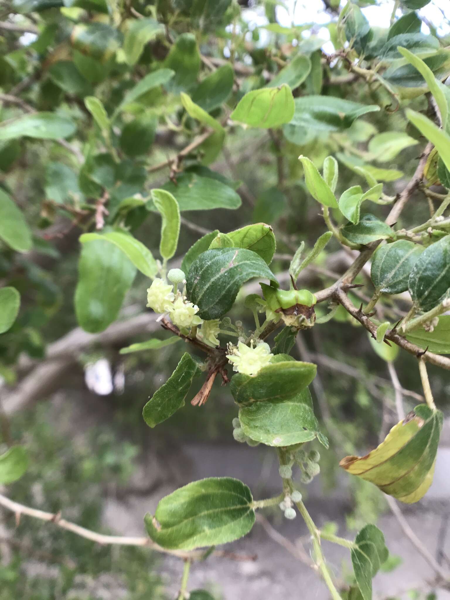 Plancia ëd Ziziphus spina-christi (L.) Desf.