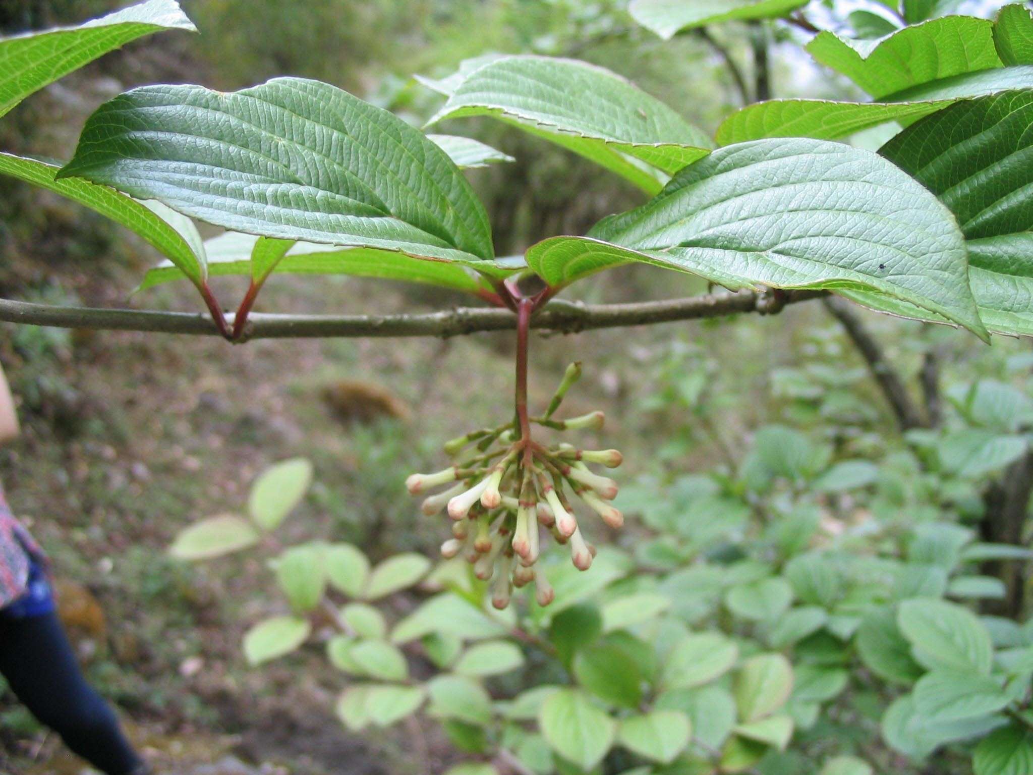 Image of Reddish viburnum