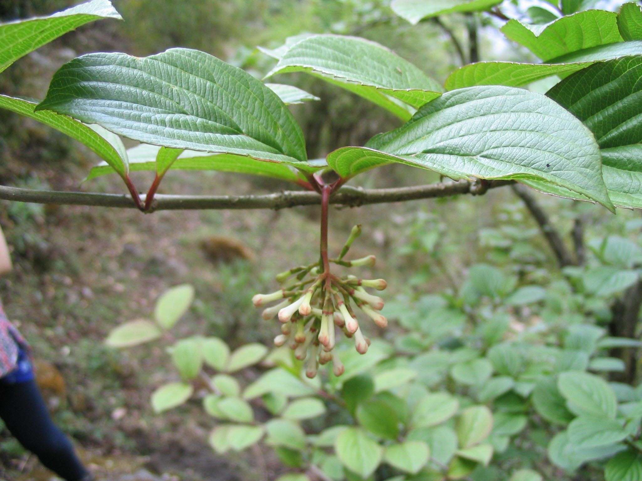 Image of Viburnum erubescens Wall.