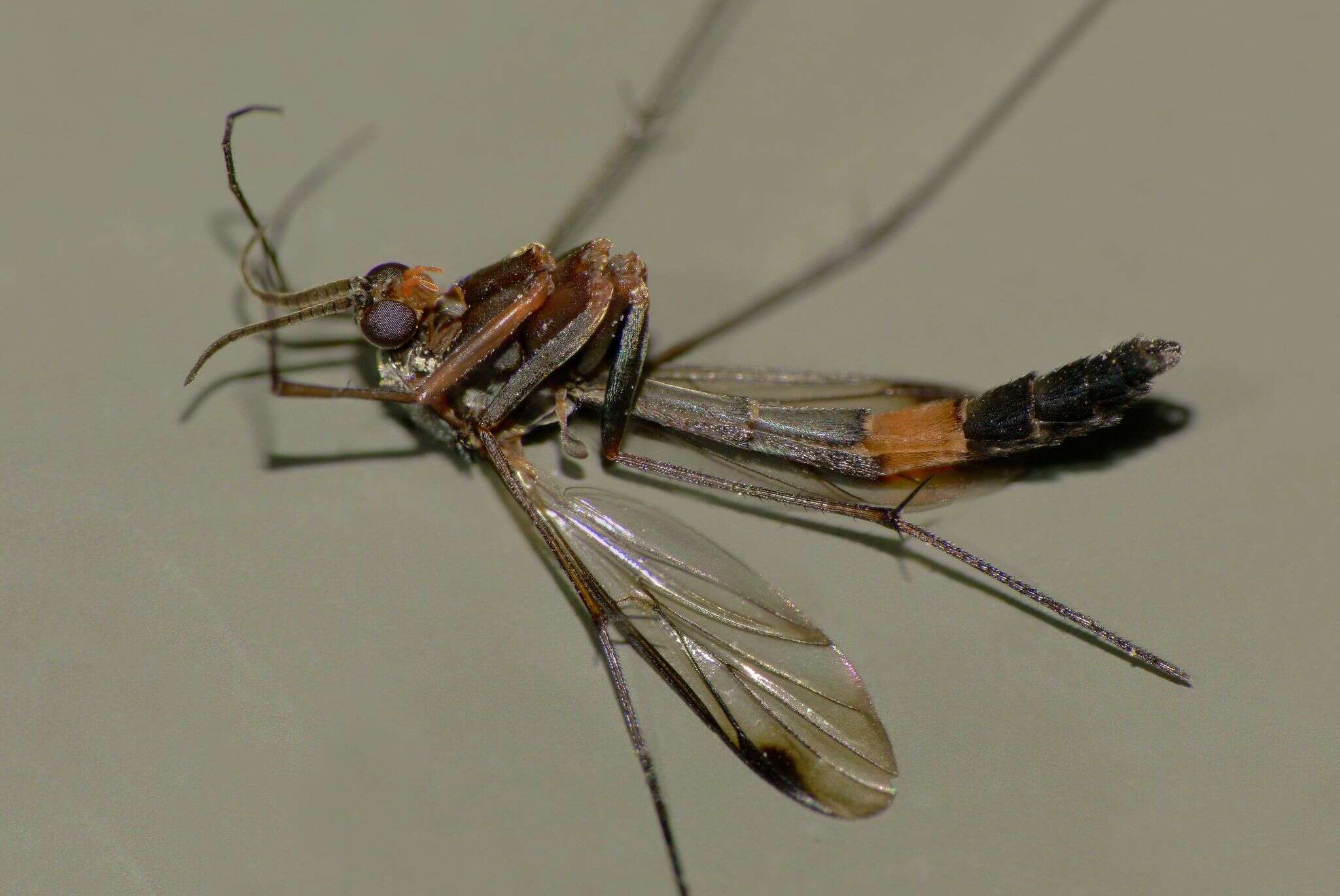 Image of Isoneuromyia harrisi (Tonnoir 1927)