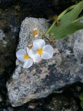 Plancia ëd Sagittaria cuneata E. Sheld.