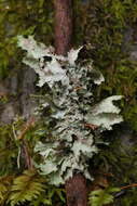 Image of Varied Rag Lichen