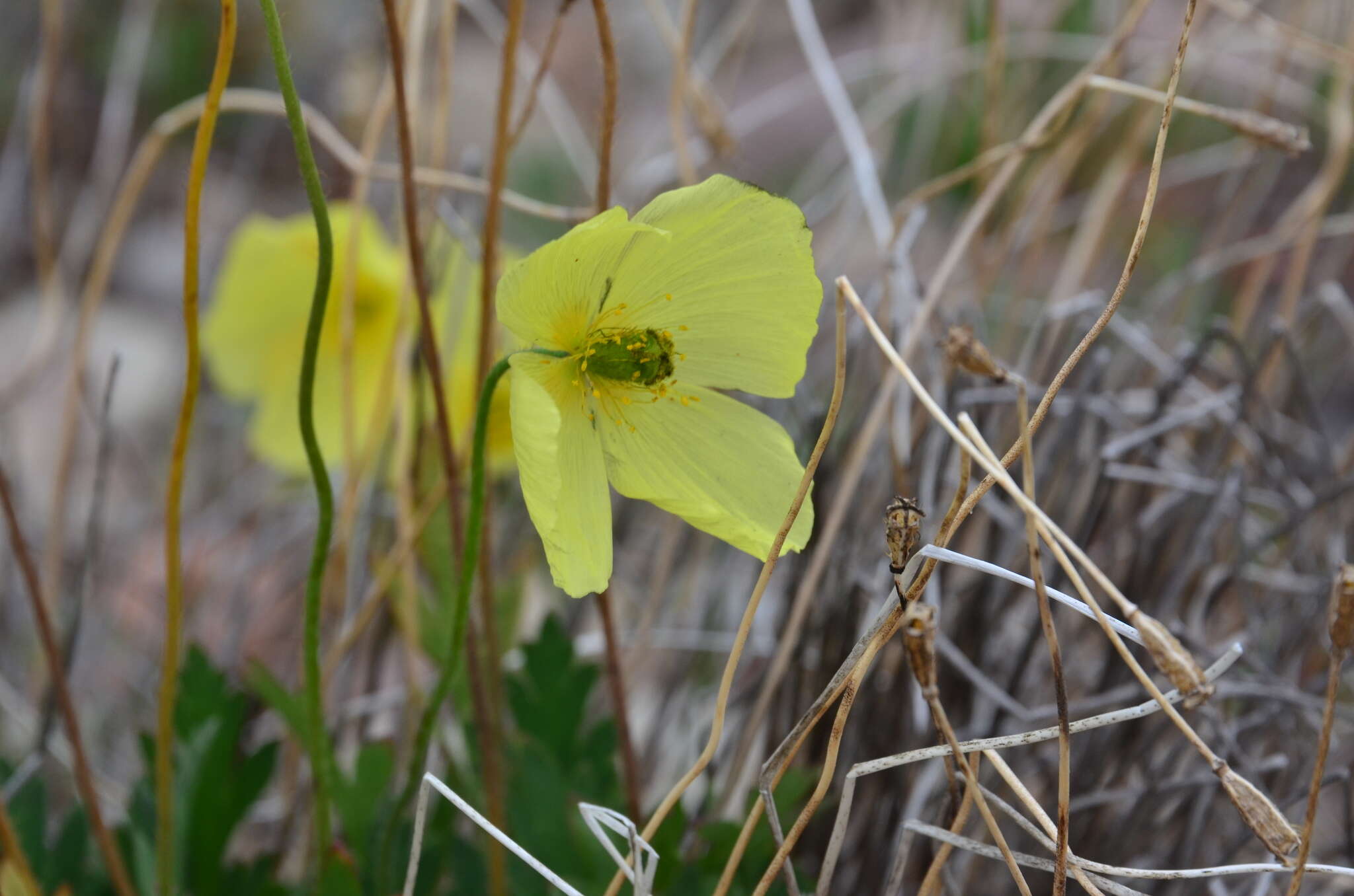 Слика од Papaver pulvinatum subsp. lenaense A. I. Tolmachev